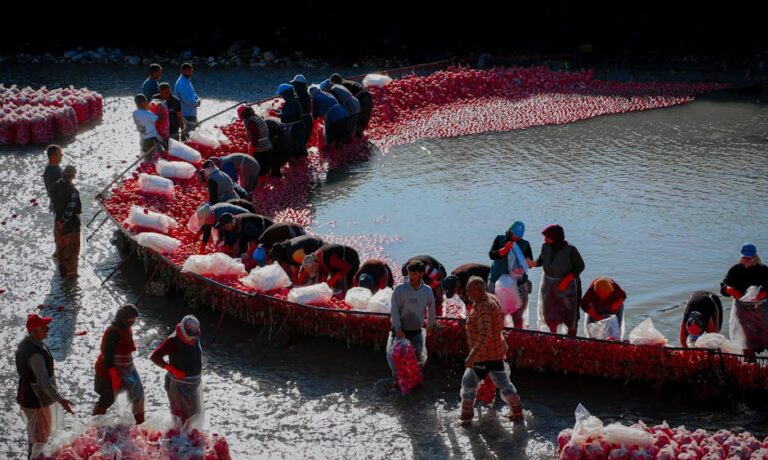 Farm workers harvesting red radishes by a river in Kadirli, Türkiye.