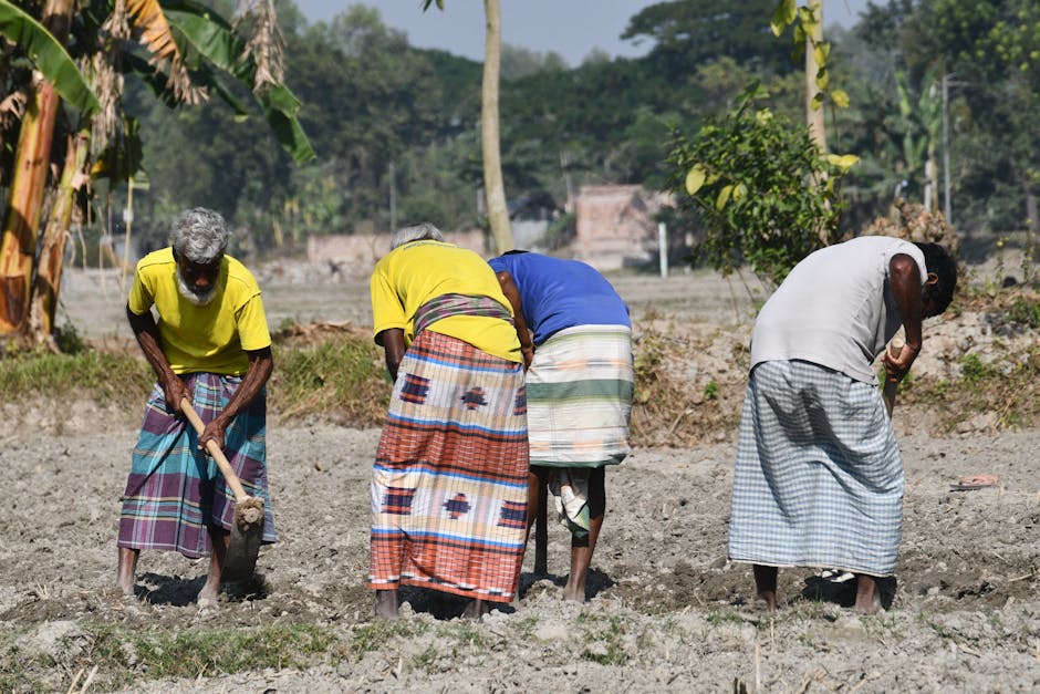 Free stock photo of farmer at work