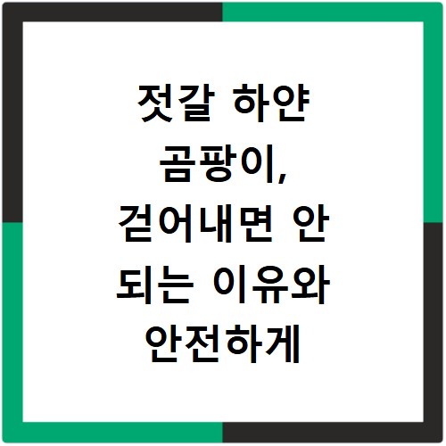 젓갈 하얀 곰팡이, 걷어내면 안 되는 이유와 안전하게 먹는 법