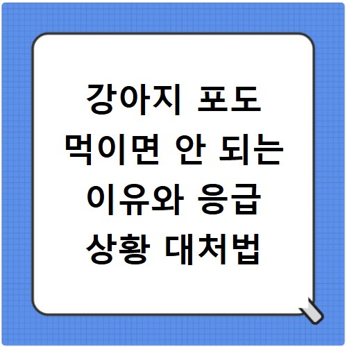 강아지 포도 먹이면 안 되는 이유와 응급 상황 대처법